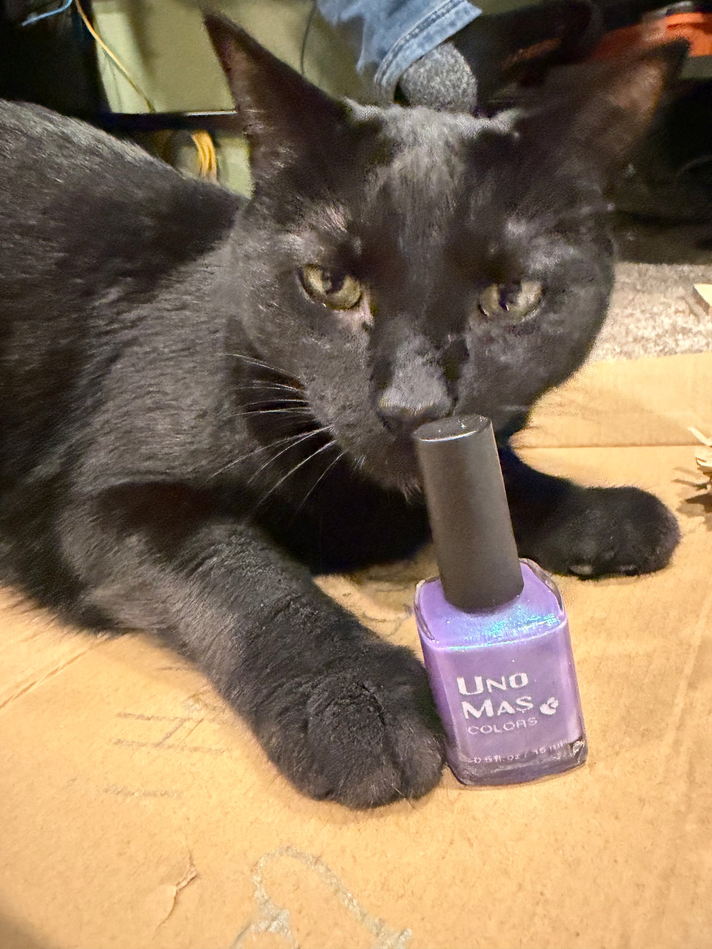 Charity Polish Duo - Animal Rescue