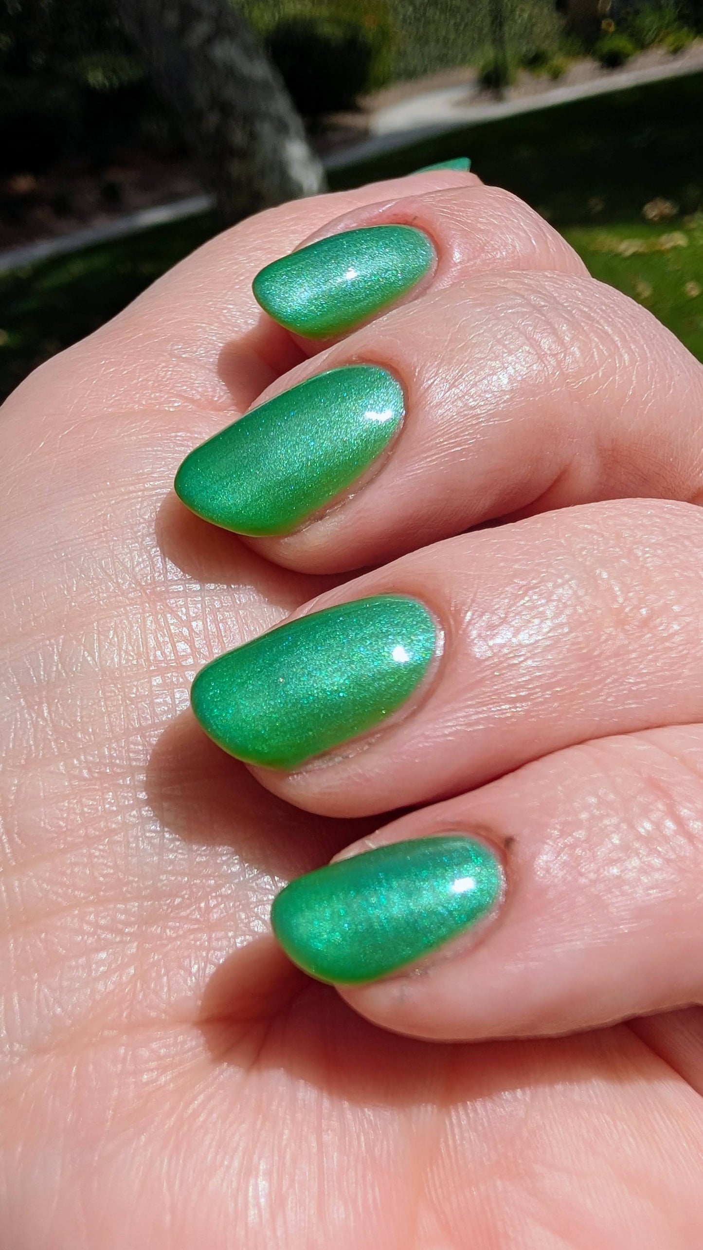Algae Bloom